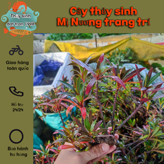  Mị nương thủy sinh trang trí hồ cá hòn non bộ 