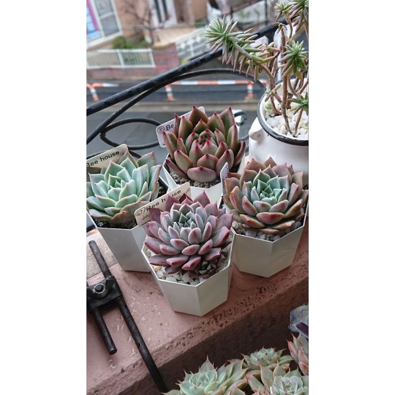 Đất trồng sen đá Soilmix túi 7.5kg