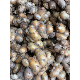 1kg củ địa liền tươi(địa liền đang trái vụ.mn đọc kĩ phần mô tả)