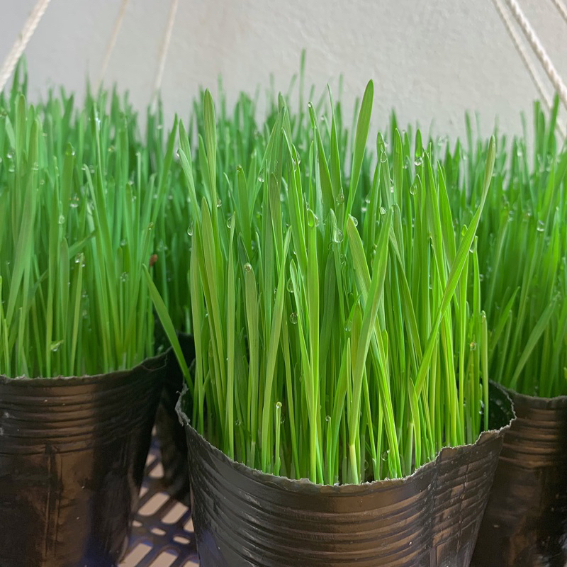 Cỏ Lúa Mạch Tươi Trồng Sẵn Cho Mèo