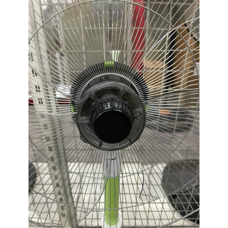 TÁN CÁNH QUẠT ASIA