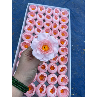  HOA SÁP MAO LƯƠNG”hoa trà”  hộp 50 bông  