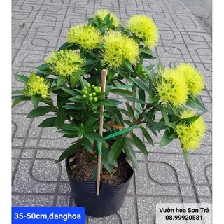 Cây mai thái hoa vàng đang hoa.