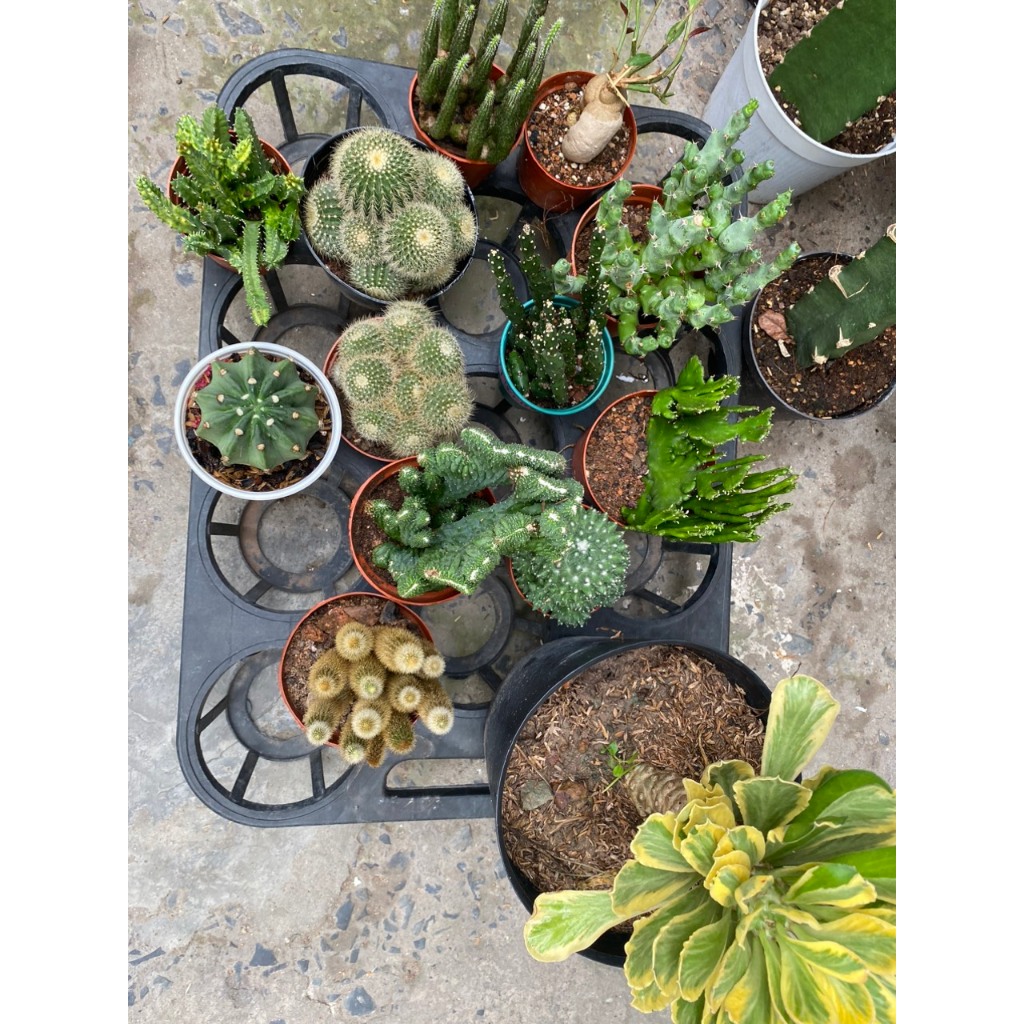 Xương rồng Size to các loại, Size chậu 10-12cm. Ship cây ngẫu nhiên. Vui lòng IB để được tư vấn.