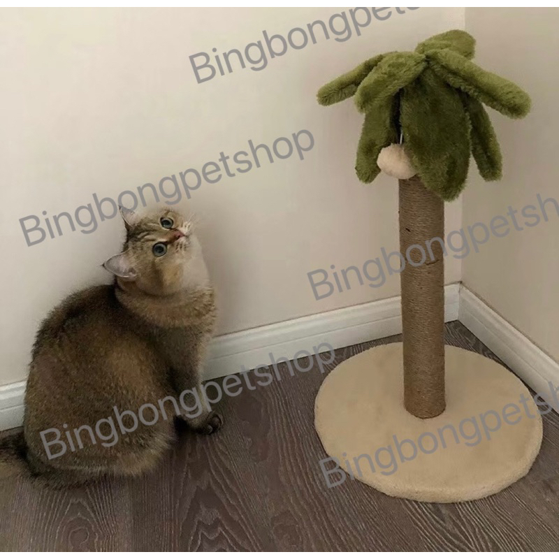 Cattree TRÁI THƠM, XƯƠNG RỒNG,  nâu , CARROT đủ loại