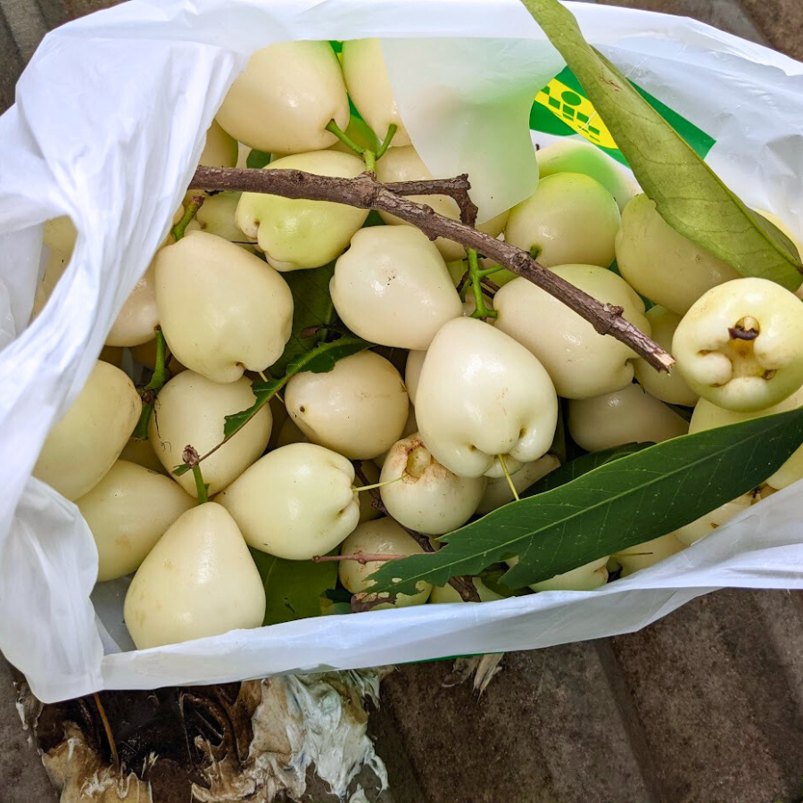 Cây giống Mận Trắng Sữa Bách Thảo