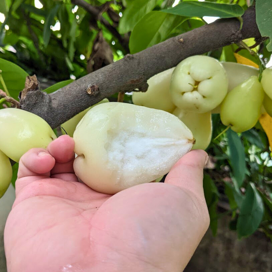 Cây giống Mận Trắng Sữa Bách Thảo