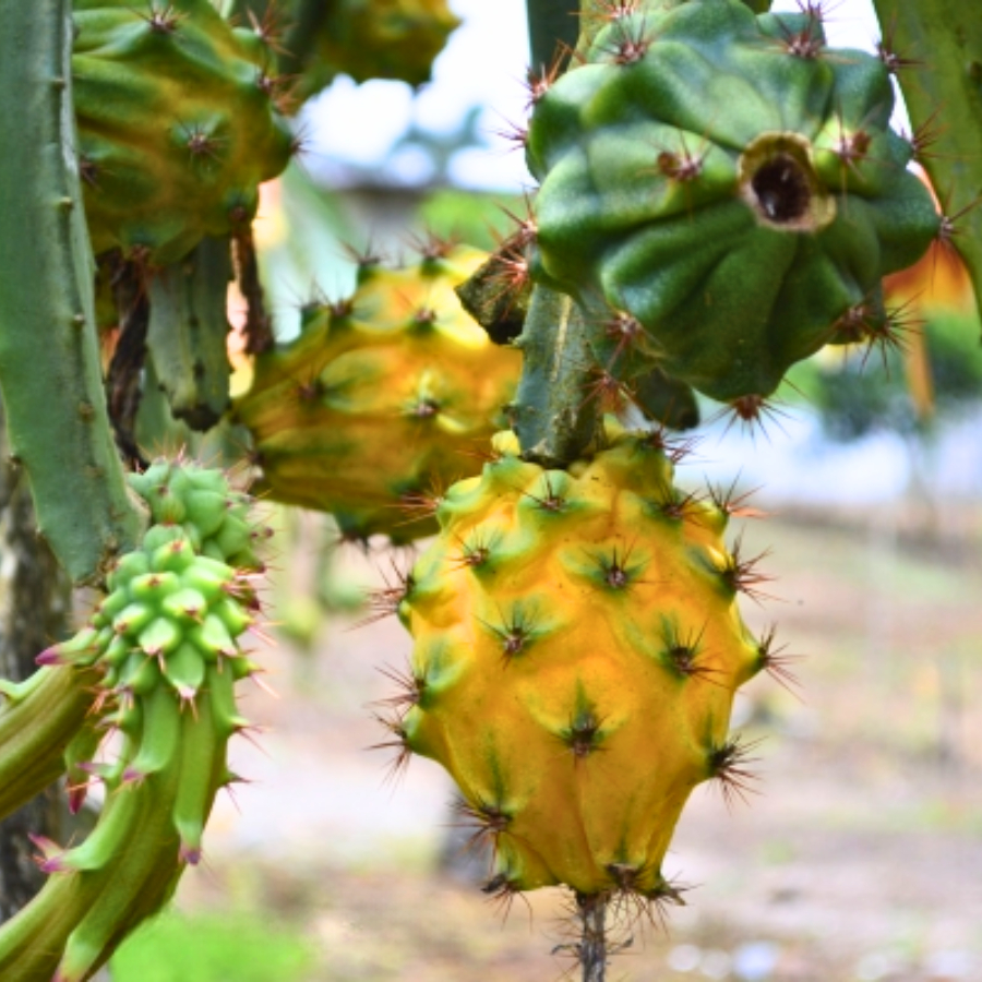 Cây giống Thanh Long Ecuador