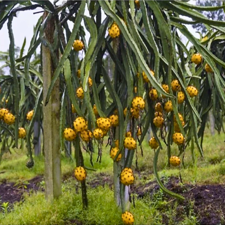 Cây giống Thanh Long Ecuador