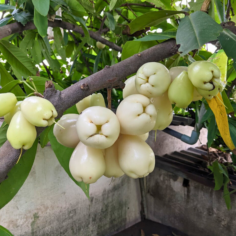 Cây giống Mận Trắng Sữa Bách Thảo