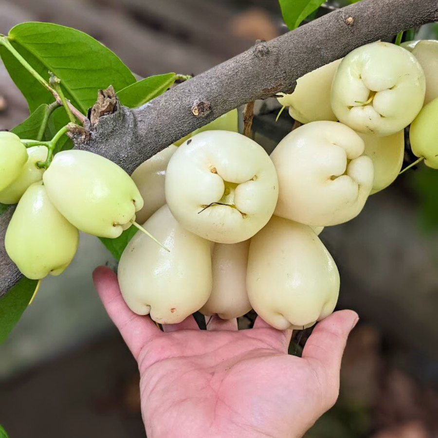 Cây giống Mận Trắng Sữa Bách Thảo