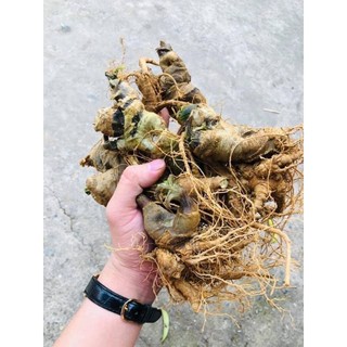 100g Bột Tam Thất Bắc (bột nghiền từ củ già )