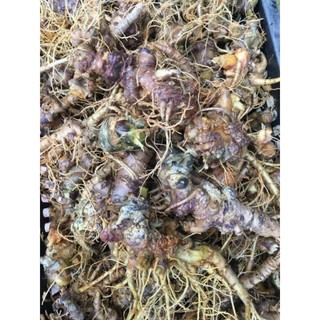 100g Bột Tam Thất Bắc (bột nghiền từ củ già )
