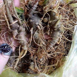 100g Bột Tam Thất Bắc (bột nghiền từ củ già )