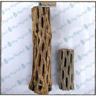 Lũa xương rồng Cholla Cactus Hàng Tuyển