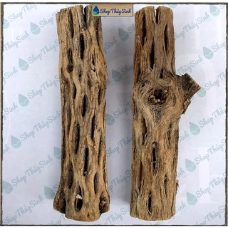 Lũa xương rồng Cholla Cactus Hàng Tuyển