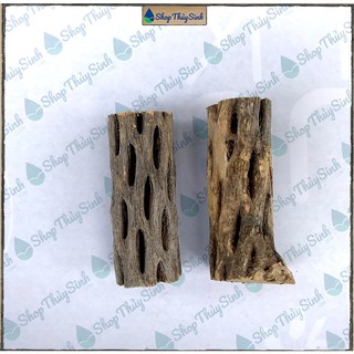 Lũa xương rồng Cholla Cactus Hàng Tuyển