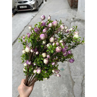 hoa giả,lựu nhỏ
