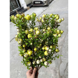 hoa giả,lựu nhỏ