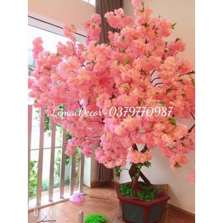 50 cành hoa anh đào bông xù. Làm cây, trang trí nhà cửa, quán cafe, decor phòng, phụ kiện chụp ảnh