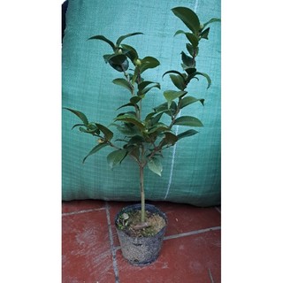 Cây giống hoa trà my