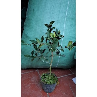 Cây giống hoa trà my
