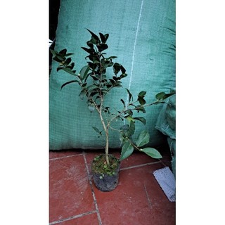 Cây giống hoa trà my