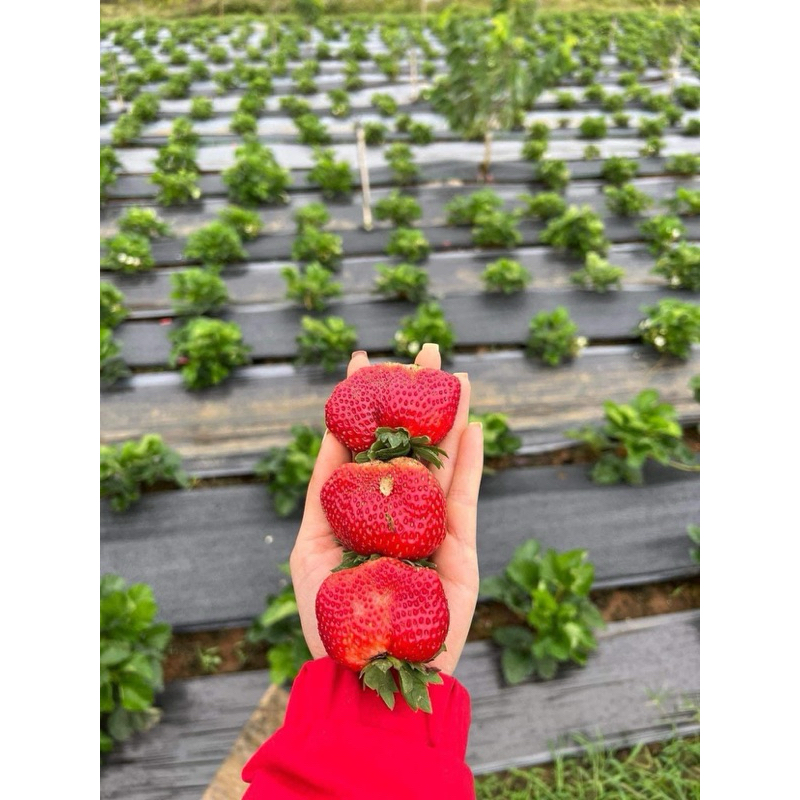 DÂU TÂY HANA MỘC CHÂU TƯƠI ĐỦ SIZE - Hàng tươi bay air mỗi ngày