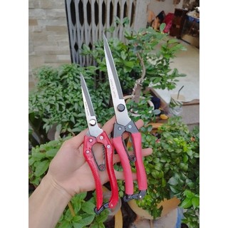 Combo 2 kéo cắt tỉa cành nhọn nhật