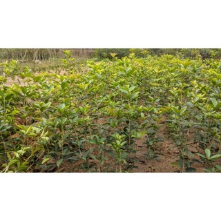 CÂY HOA MỘC HƯƠNG (cao 50-60cm) 10ca/cây