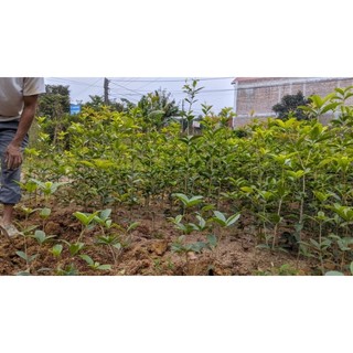 CÂY HOA MỘC HƯƠNG (cao 50-60cm) 10ca/cây