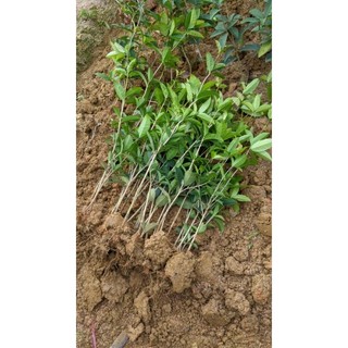 CÂY HOA MỘC HƯƠNG (cao 50-60cm) 10ca/cây