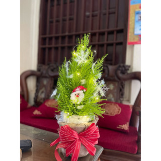 Cây tùng thơm cao 25-30 cm (ảnh thật số 2)
