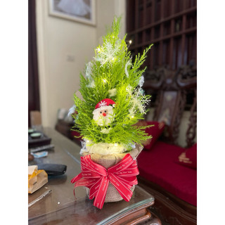 Cây tùng thơm cao 25-30 cm (ảnh thật số 2)