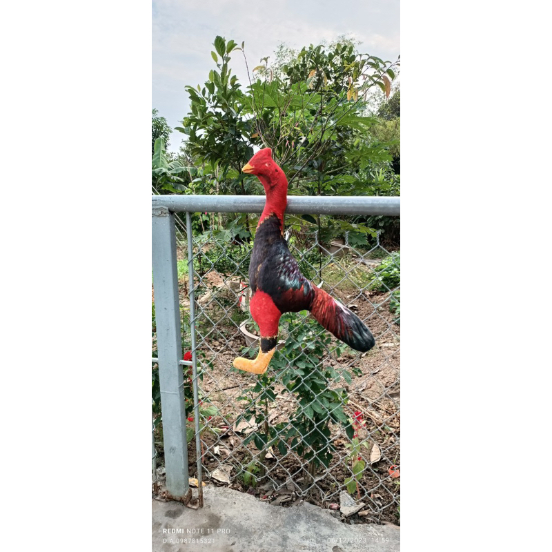 tập lực dành cho gà chọi , gà đá