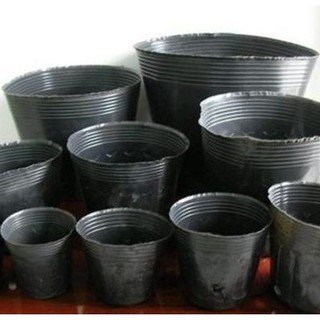 Túi bầu đen ươm cây