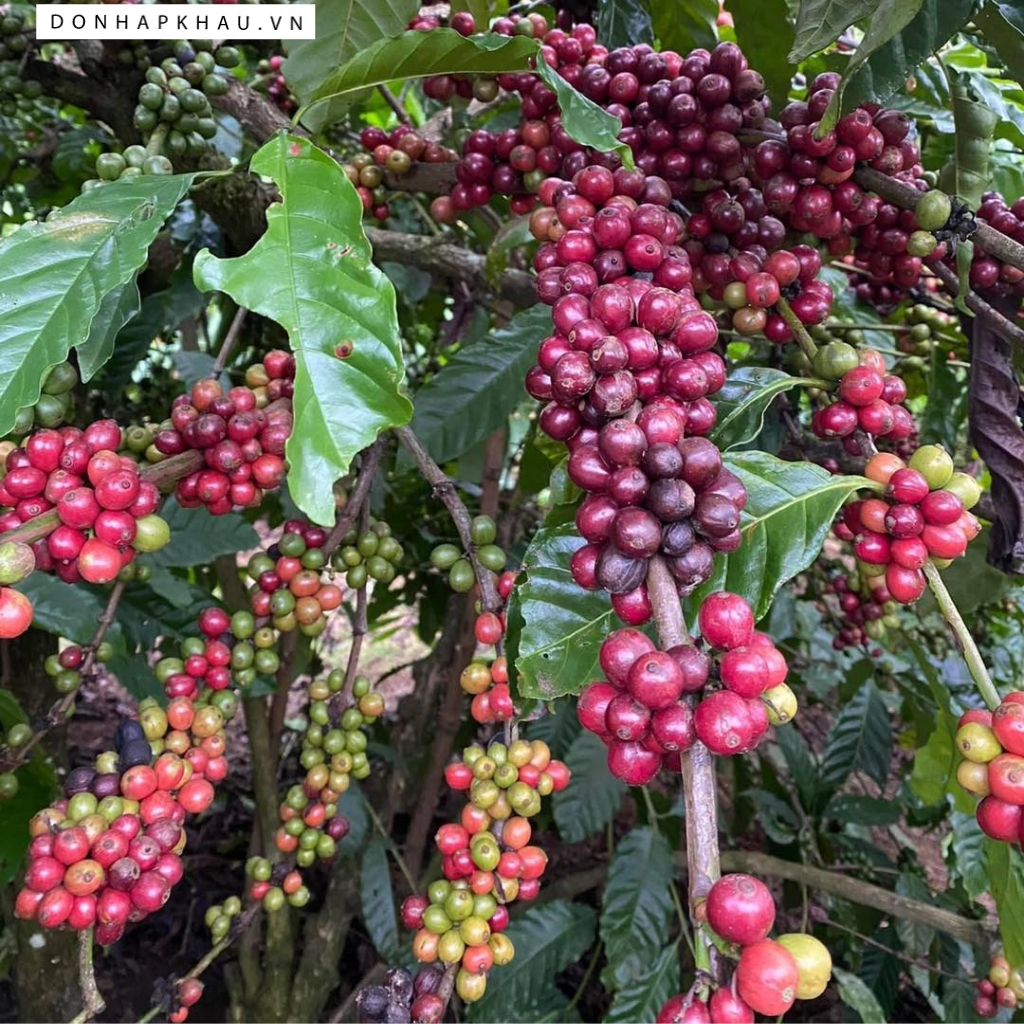 Cà Phê Robusta Động Lực Cho Ngày Mới, Hương Vị Tinh Tế Từ Kết Hợp Hoàn Hảo