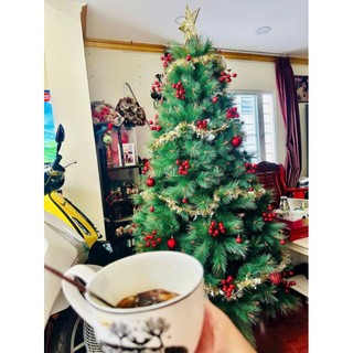 [TẶNG SAO ĐỈNH] Cây thông cước đầu vàng gắn trái đỏ cao 1m5, 2m