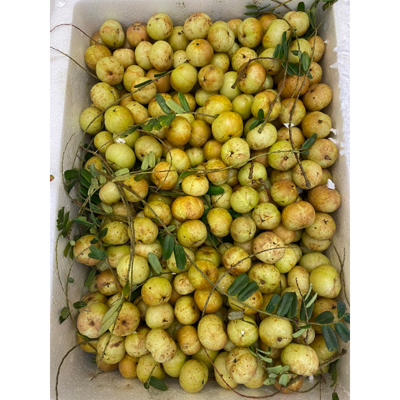 Me Rừng Mắc Kham Ngọt