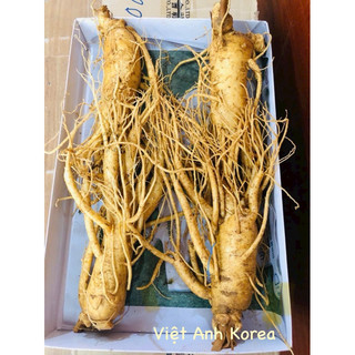 Nhân sâm tươi Hàn Quốc loại 4 củ 1 kg