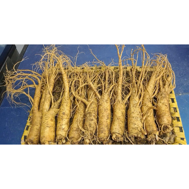 NHÂN SÂM TƯƠI HÀN QUỐC 15 CỦ/KG