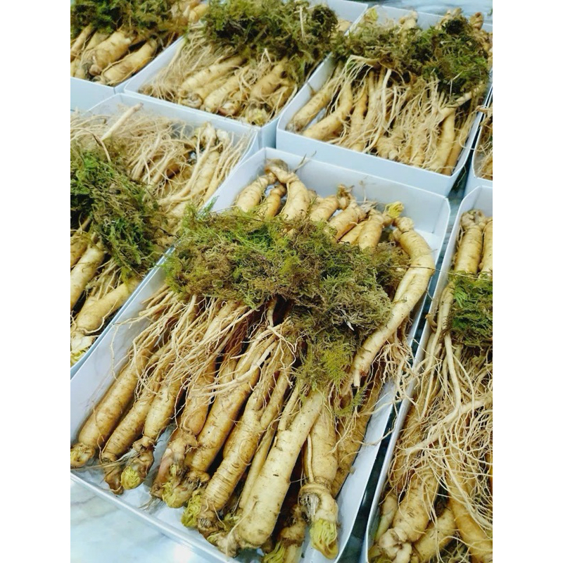 NHÂN SÂM HẦM GÀ 18-35 CỦ 1KG