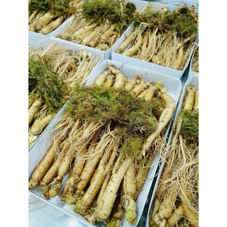 NHÂN SÂM HẦM GÀ 18-35 CỦ 1KG