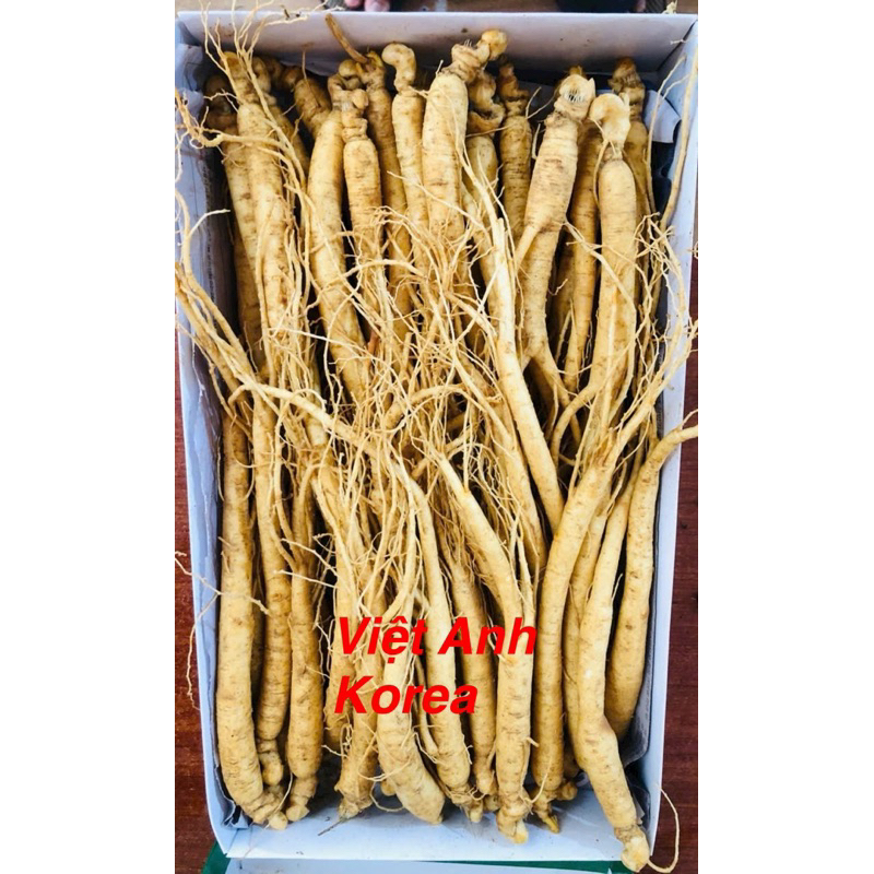 NHÂN SÂM HẦM GÀ 18-35 CỦ 1KG