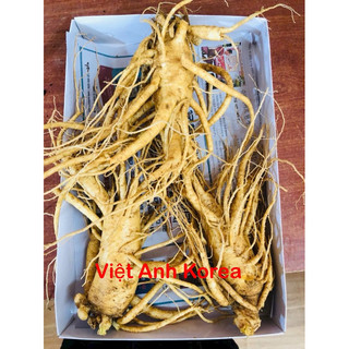 Nhân sâm tươi hàn quốc 6 năm tuổi 3 củ 1 kg