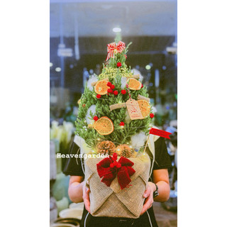 [ GIAO HOẢ TỐC ] cây sơn tùng ú trang trí noel ( cây thật decor giáng sinh)