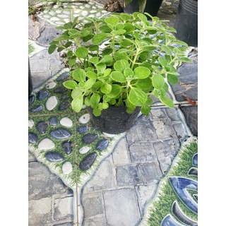 Nhất Mạt Hương- Sen thơm(tặng kèm phân bón)