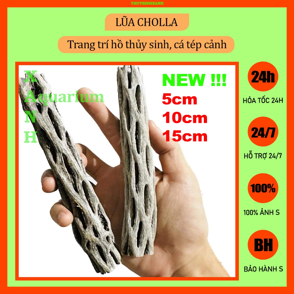 Lũa Cholla trang trí hồ cá tép cảnh thủy sinh