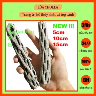 Lũa Cholla trang trí hồ cá tép cảnh thủy sinh