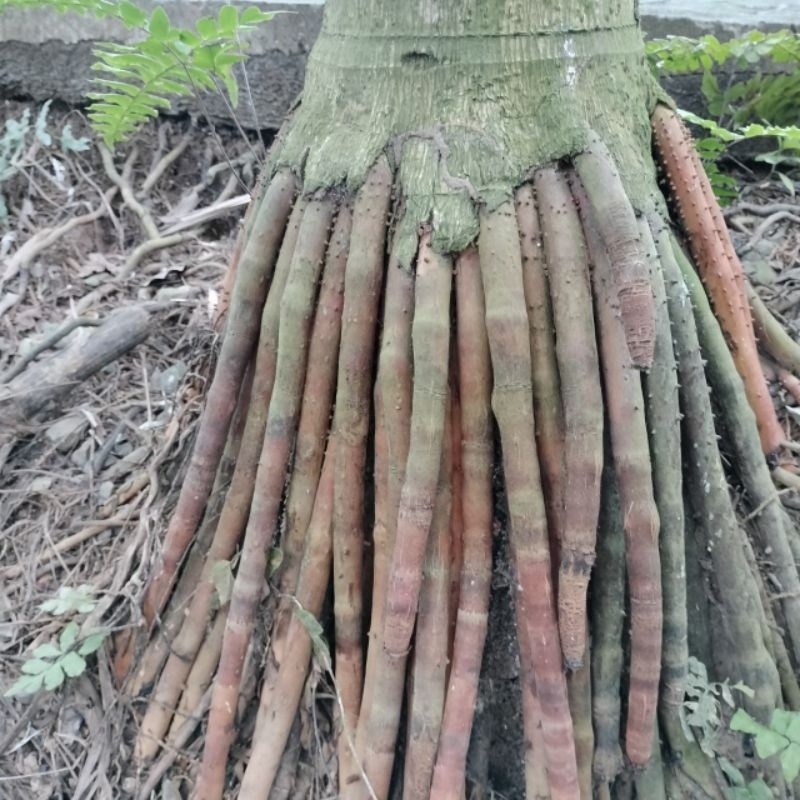 Rễ cau tươi,tân lang 1kg